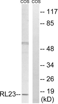 Ribosomal Protein L23 rabbit pAb Antibody