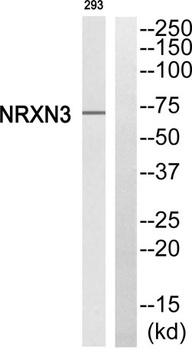 Neurexin IIIβ rabbit pAb Antibody