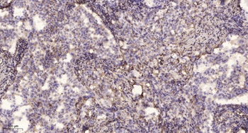 Neurexin IIIβ rabbit pAb Antibody