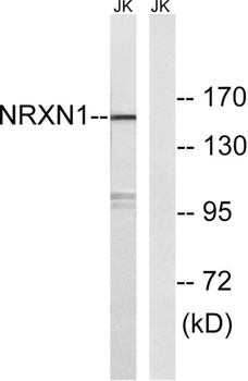 Neurexin I rabbit pAb Antibody