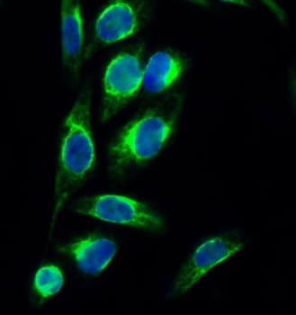 PERK rabbit pAb Antibody