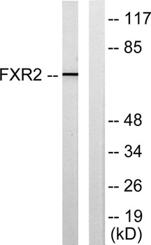 FXR2 rabbit pAb Antibody
