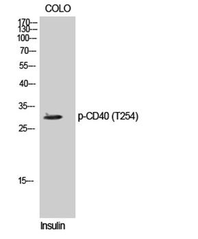 CD40 (phospho Thr254) rabbit pAb Antibody