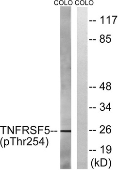 CD40 (phospho Thr254) rabbit pAb Antibody
