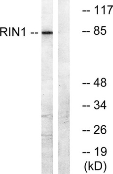 RIN1 rabbit pAb Antibody