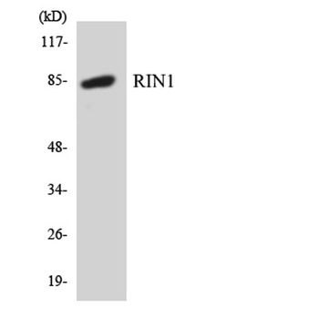 RIN1 rabbit pAb Antibody