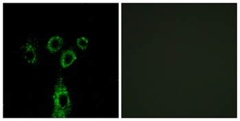 GASP-1 rabbit pAb Antibody