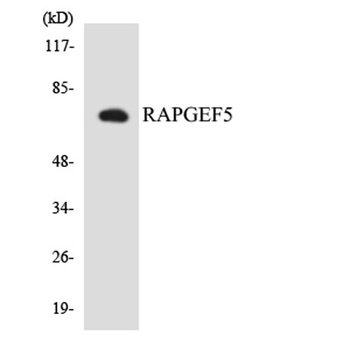 Repac rabbit pAb Antibody