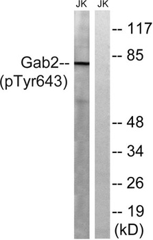 Gab 2 (phospho Tyr643) rabbit pAb Antibody