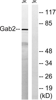 Gab 2 rabbit pAb Antibody
