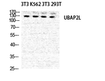 NICE4 rabbit pAb Antibody