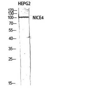 NICE4 rabbit pAb Antibody