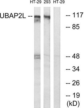 NICE4 rabbit pAb Antibody