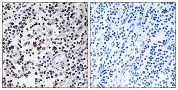 DCL-1 rabbit pAb Antibody