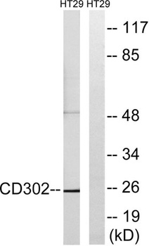 DCL-1 rabbit pAb Antibody