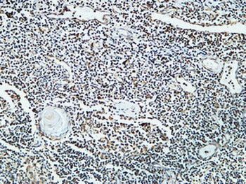 Cdc25B rabbit pAb Antibody