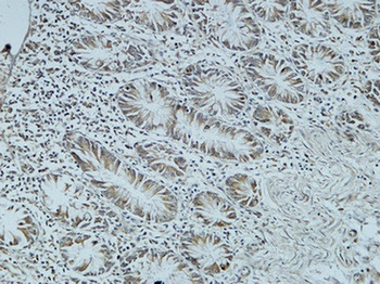 Cdc25B rabbit pAb Antibody