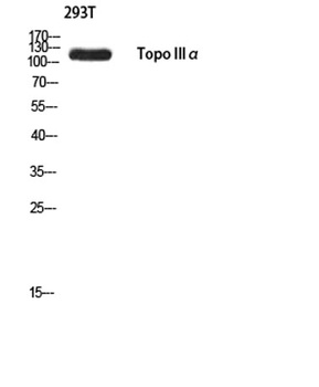 Topo IIIα rabbit pAb Antibody