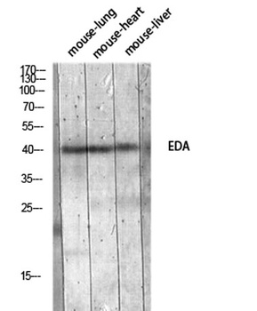 EDA rabbit pAb Antibody