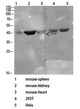 CD72 rabbit pAb Antibody
