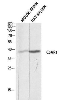 CD88 rabbit pAb Antibody