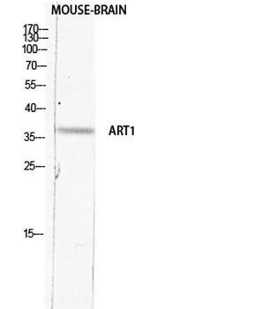 CD296 rabbit pAb Antibody