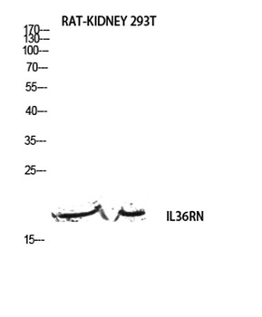 IL-1F5 rabbit pAb Antibody