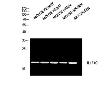 IL-1F10 rabbit pAb Antibody