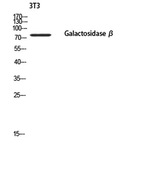Galactosidase β rabbit pAb Antibody