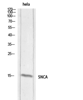 Synuclein-α rabbit pAb Antibody