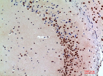 Synuclein-α rabbit pAb Antibody