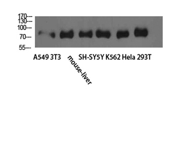TLE1/2/3/4 rabbit pAb Antibody