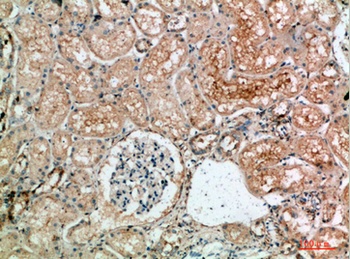 TLE1/2/3/4 rabbit pAb Antibody