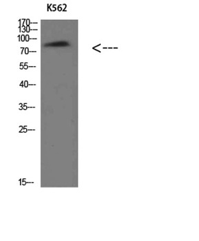 Villin rabbit pAb Antibody