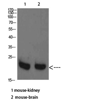 RHEB rabbit pAb Antibody