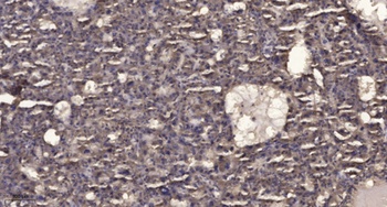RHEB rabbit pAb Antibody