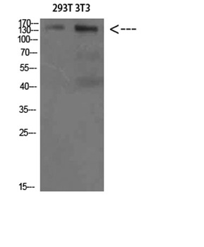 AMBRA1 rabbit pAb Antibody