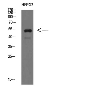 IgM Chain C rabbit pAb Antibody