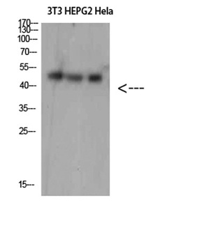SPOP rabbit pAb Antibody