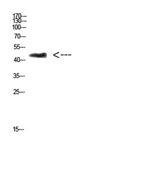 CHID1 rabbit pAb Antibody