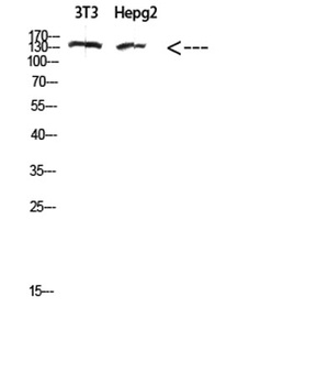 COL17A1 rabbit pAb Antibody