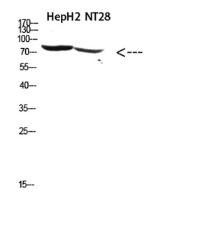 RSK3 rabbit pAb Antibody