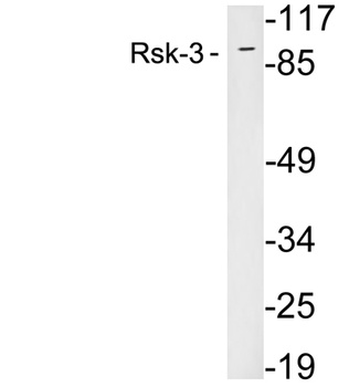 RSK3 rabbit pAb Antibody