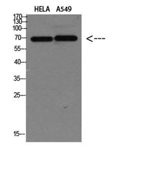 DCT rabbit pAb Antibody
