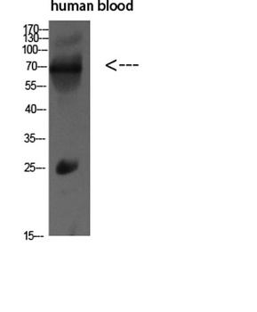 IL16 rabbit pAb Antibody