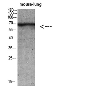 Keratin-pan rabbit pAb Antibody