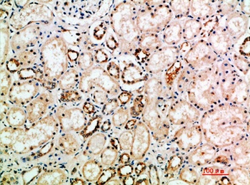 NT-3 rabbit pAb Antibody
