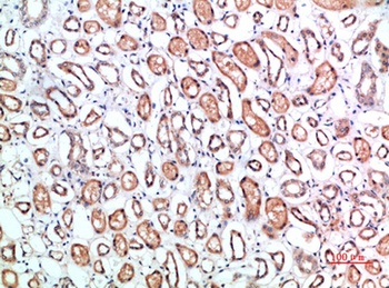 CD1B rabbit pAb Antibody