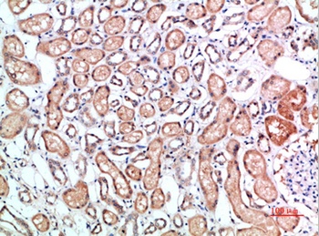 CD1B rabbit pAb Antibody