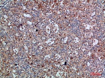 Integrin αX rabbit pAb Antibody